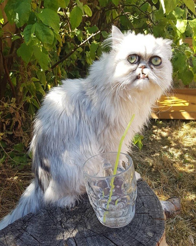 Кот Персидская шиншилла Вилфред
