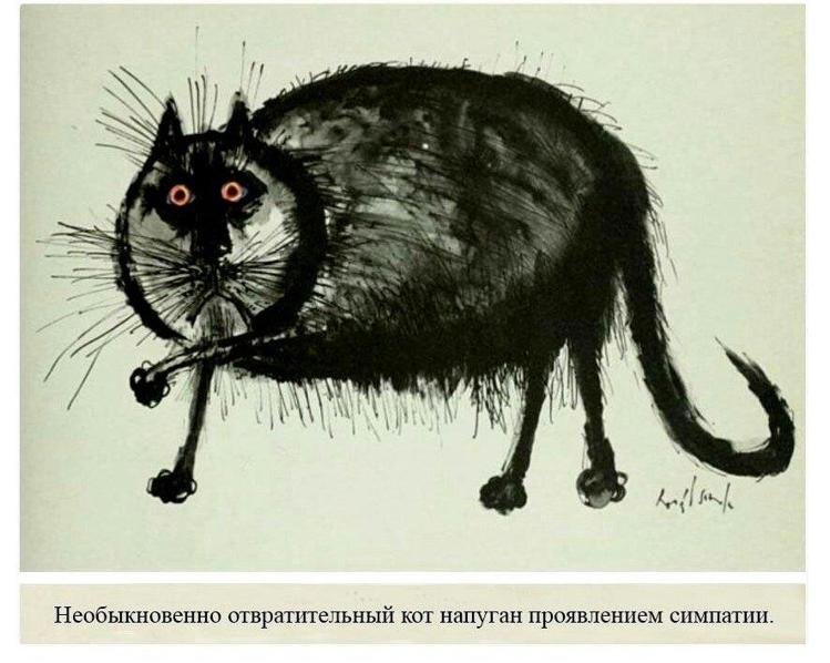 Необыкновенно отвратительный кот напуган проявлением симпатии
