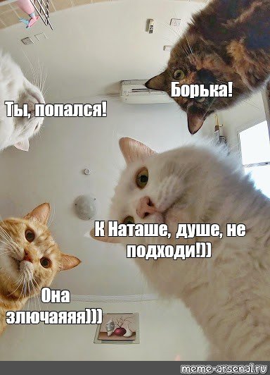 Мем отдыхай с котом