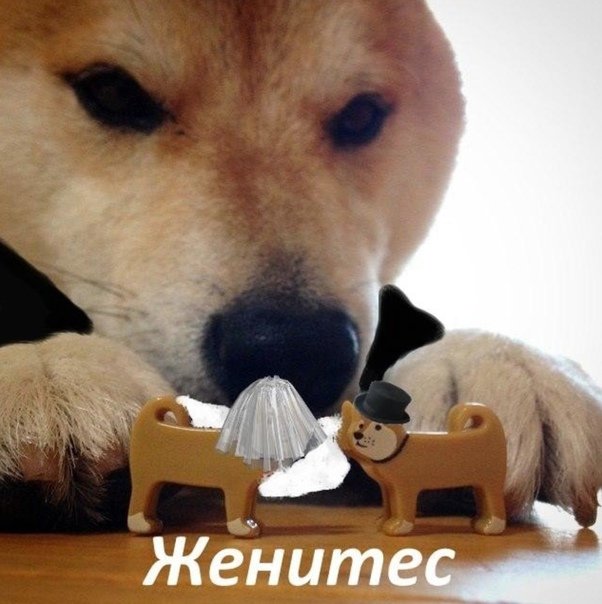 Собачка целуйтесь