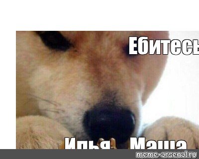 Хаски Мем ебитес
