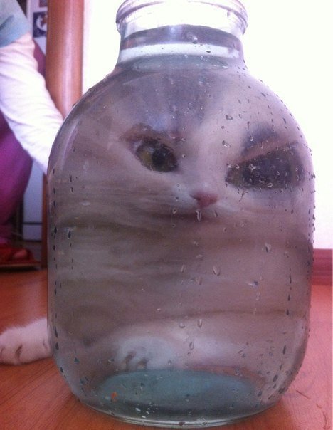 Котенок в банке