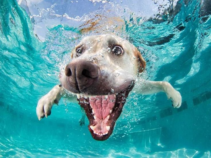 Лабрадор ныряет