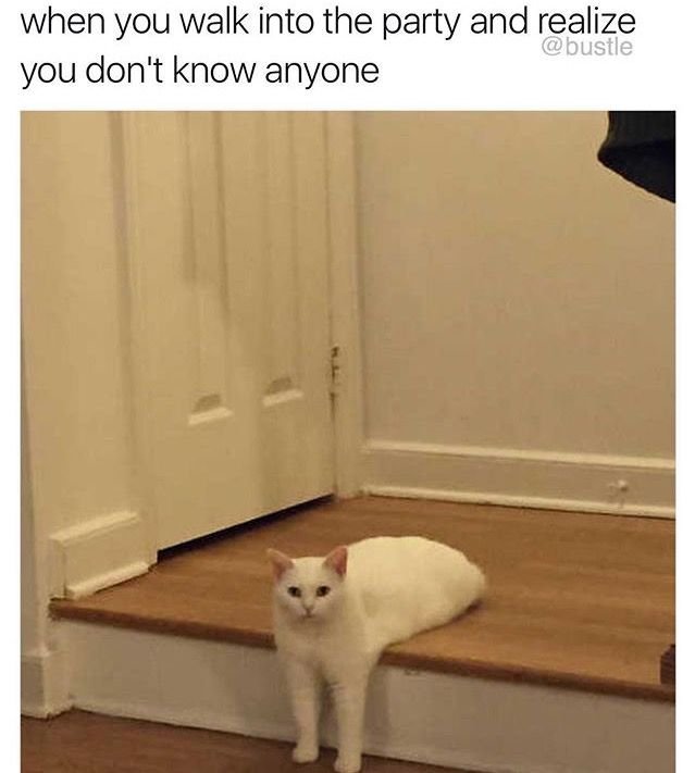 Белый кот Мем