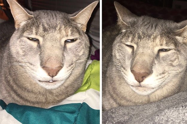 Коты с большим носом