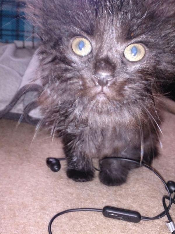 Смешные и страшные котята