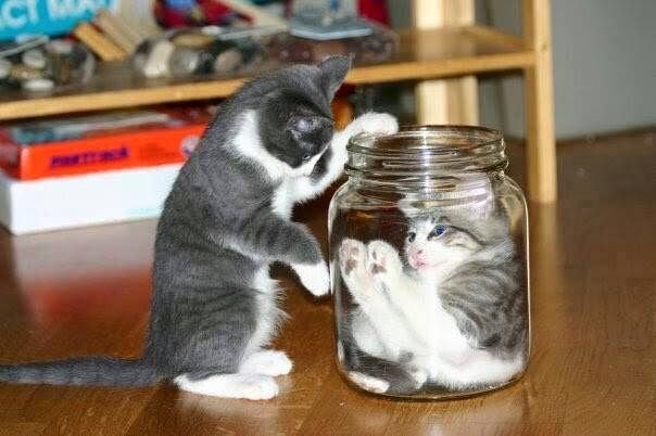 Смешные котики в банке