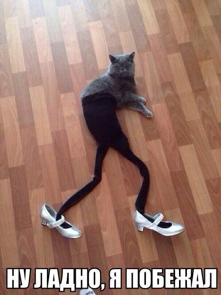 Прикольные фото котов