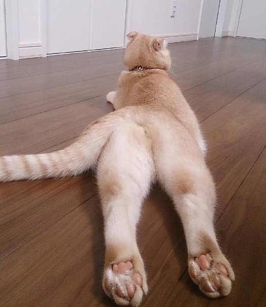 Коты на ногах