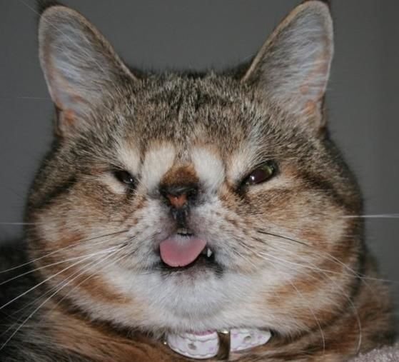 Кот со страшной мордой