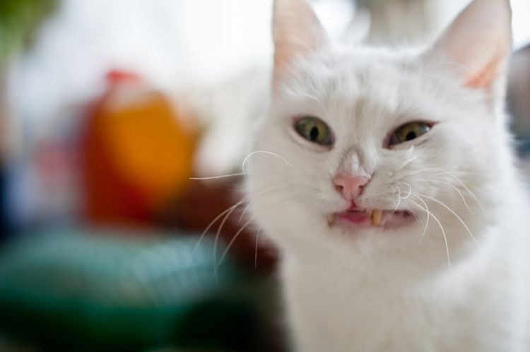 Кот которому противно