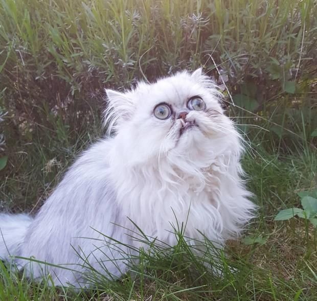 Персидская длинношерстная шиншилла