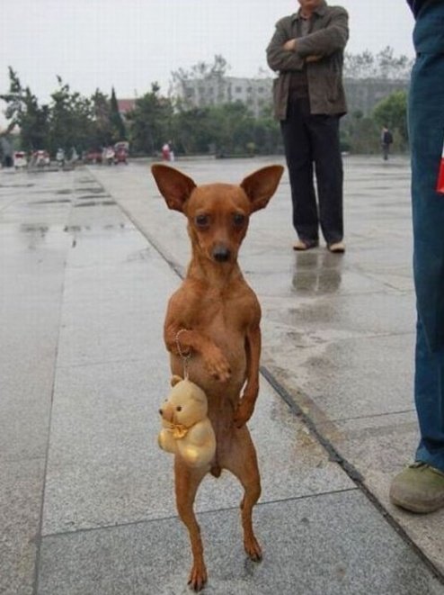 Собака на двух лапах