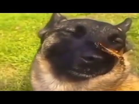 Самака с бабочкой на носу