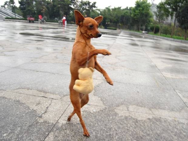 Ребенок выгуливает собаку