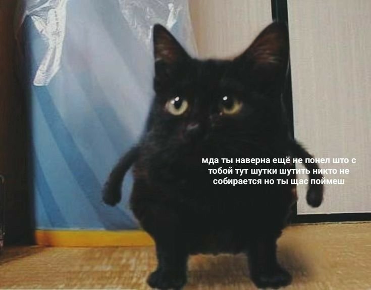 Кот БЫКАНУЛ