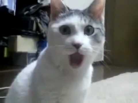 Офигевший кот