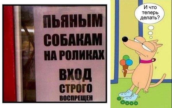 Собака на роликах с мороженым