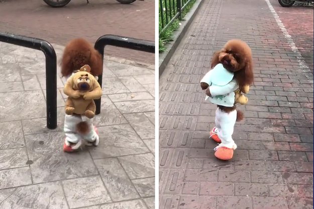 Собаки которые ходят на задних лапах