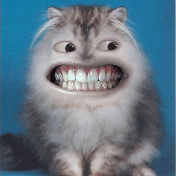 Котик улыбается