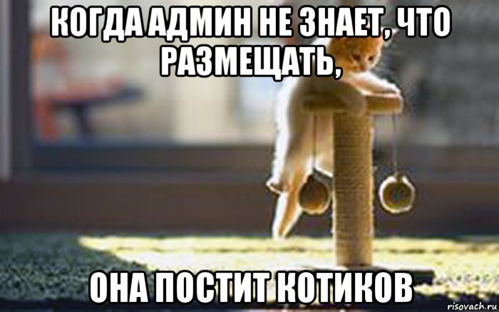 Спасибо за внимание Мем кот