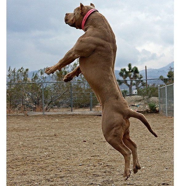 Питбуль мускулистый