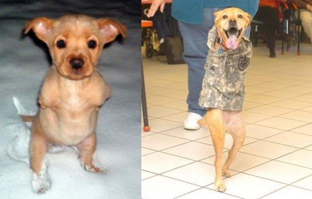 Собака ходит на задних лапах