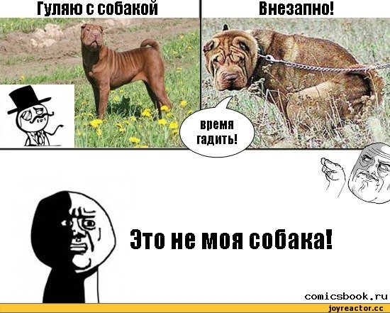 Смешные собаки мемы