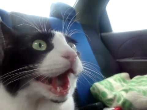 Офигевший кот