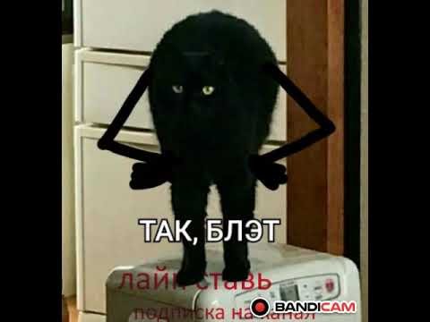 Котик черный с руками Мем