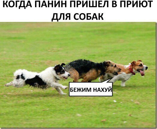 Панин Мем с собакой