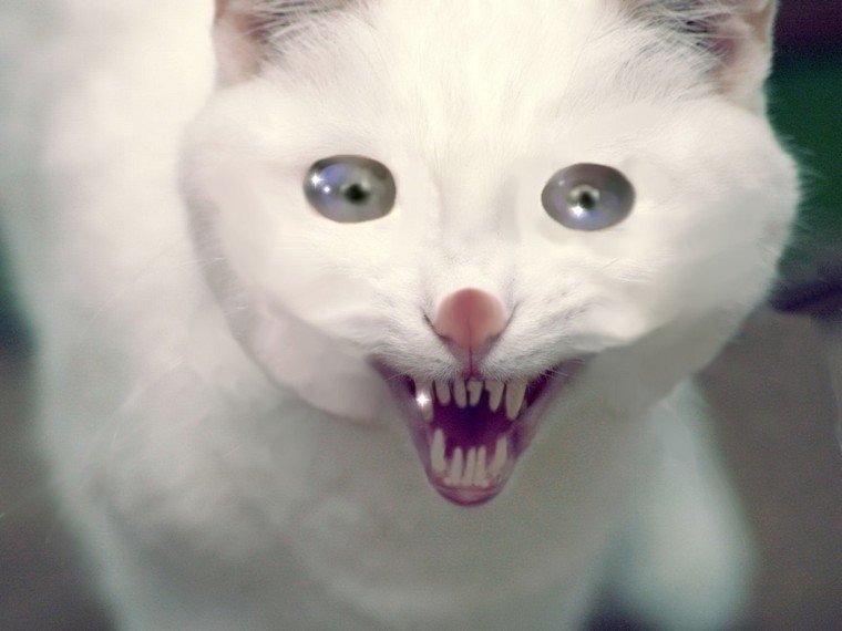 Страшные белые коты