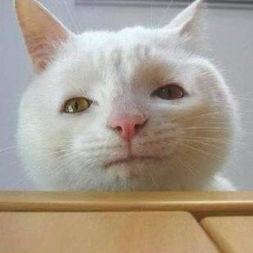 Серьезный кот