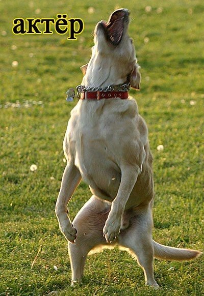 Собачка на задних лапках