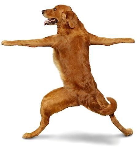 Поза собаки