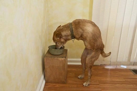 Собака горбится