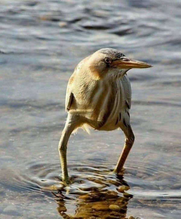 Смешные птички