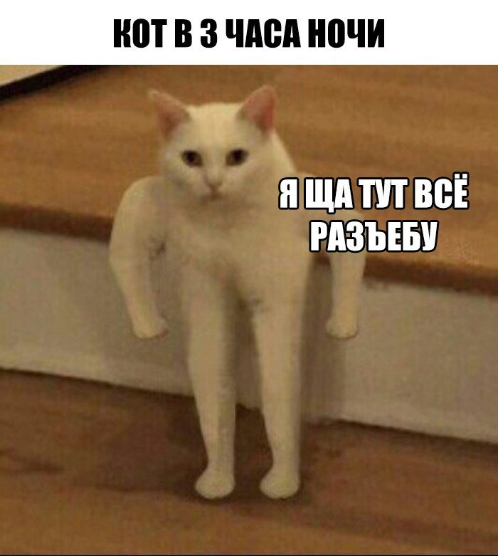 Мемы с котами