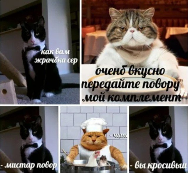Кот Мем
