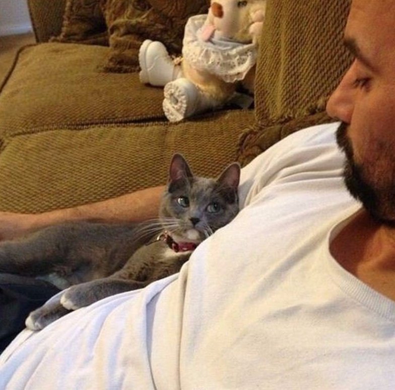 Кошка смотрит на хозяина