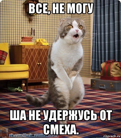 Кот Мем