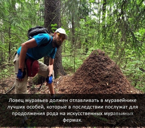 Ловец муравьев