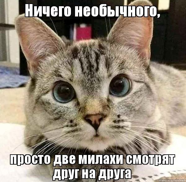 Милые мемы