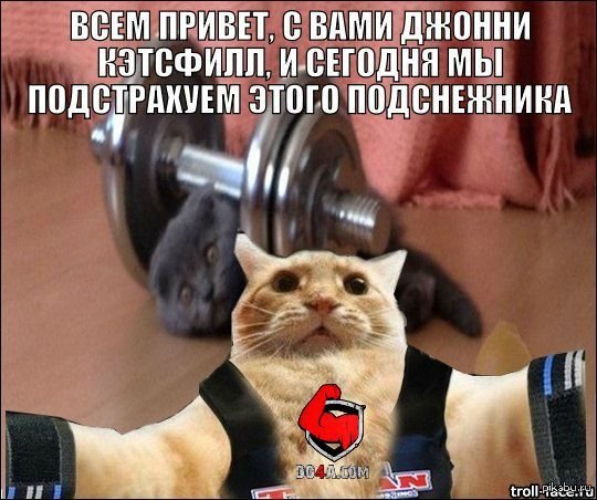 Кот в спортзале