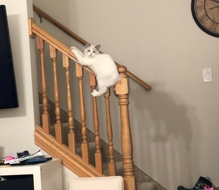 Кот на перилах