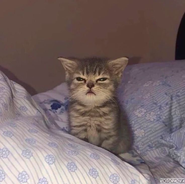 Серьезный котенок