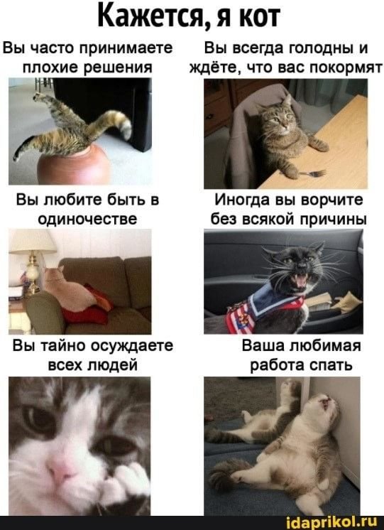 Мемы животные с надписями