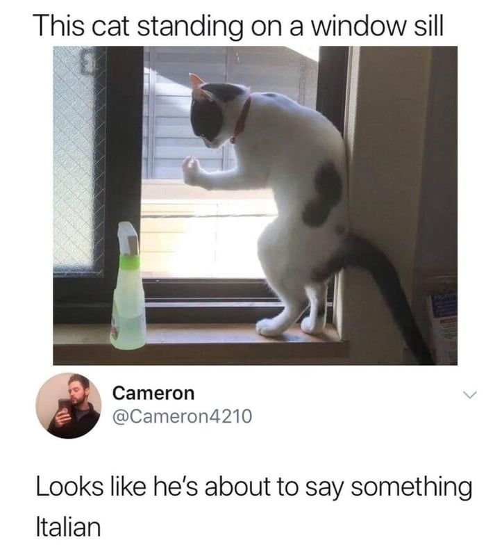 Что хочет сказать кот