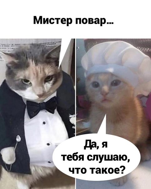 Повар вы красивый Мем с котом