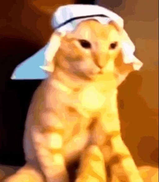 Кот в арабской шапке